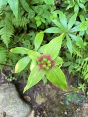 Medeola virginiana