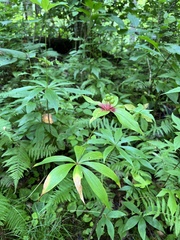 Medeola virginiana