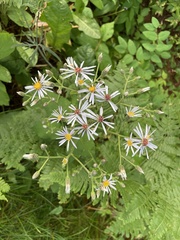Symphyotrichum puniceum