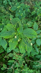 Impatiens parviflora