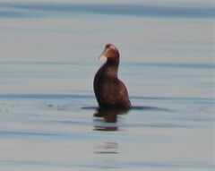 Somateria mollissima