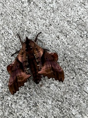 Paonias excaecata