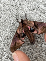 Paonias excaecata