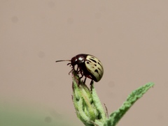 Leptinotarsa lineolata