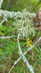 Evernia mesomorpha