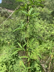 Ipomoea quamoclit