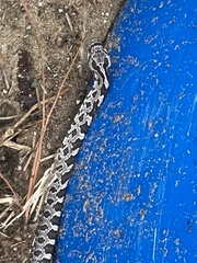 Pantherophis alleghaniensis