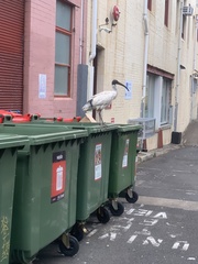 Threskiornis molucca