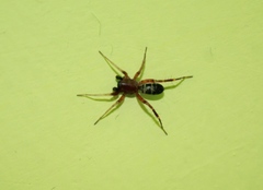 Corinnidae