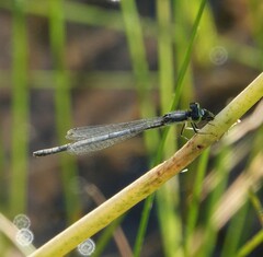 Ischnura