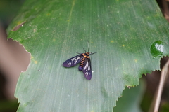 Thyrassia