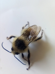 Bombus sylvarum