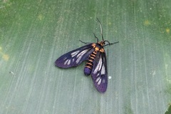 Thyrassia