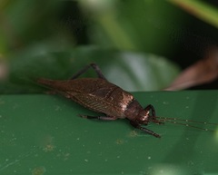 Ensifera