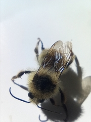 Bombus sylvarum