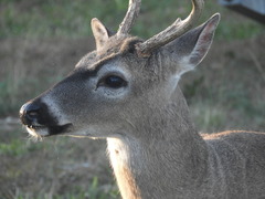 Odocoileus virginianus clavium