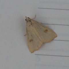 Rivula sericealis