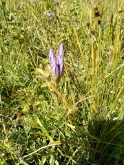 Gentiana pneumonanthe