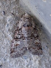 Brachylomia viminalis