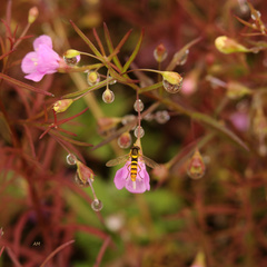 Sphaerophoria philanthus
