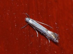 Phyllocnistis labyrinthella