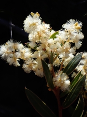 Acacia myrtifolia