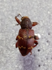 Hylobius transversovittatus