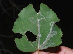 Phyllocnistis labyrinthella