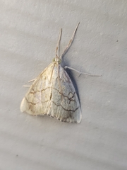Evergestis pallidata
