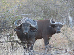 Syncerus caffer caffer