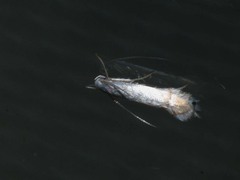 Phyllocnistis labyrinthella
