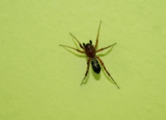 Corinnidae