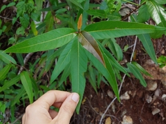 Coccoloba microstachya