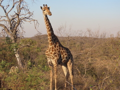 Giraffa camelopardalis giraffa