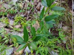 Coccoloba microstachya