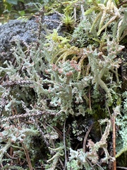 Cladonia squamosa