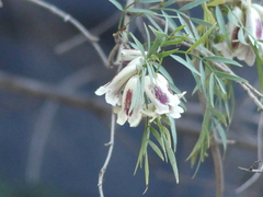 Pandorea doratoxylon