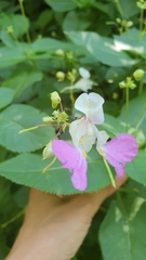 Impatiens balfourii