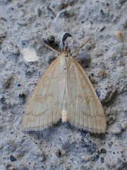 Udea lutealis