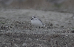 Anarhynchus frontalis