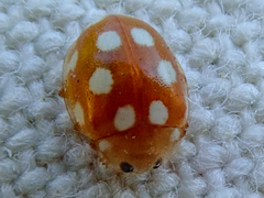 Vibidia duodecimguttata