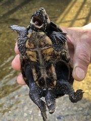 Sternotherus odoratus