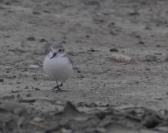 Anarhynchus frontalis