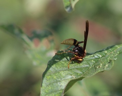 Polistes major