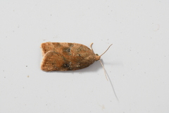 Acleris