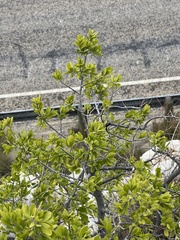 Diospyros texana