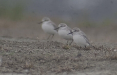 Anarhynchus frontalis