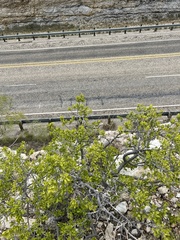 Diospyros texana