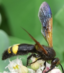 Scolia erythrocephala