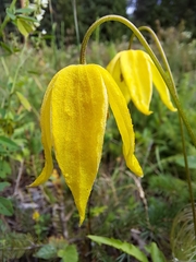 Clematis tangutica